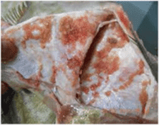Les parasites en produit de la mer